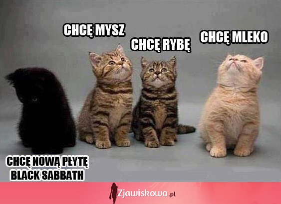 Którego kotka wybierasz?