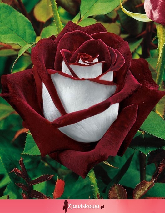 Dwukolorowa róża