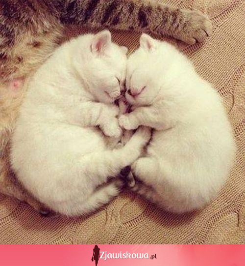 Dwa słodkie kotki