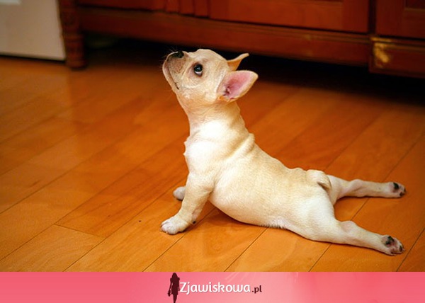 Zwierzęta, które ćwiczą yogę! ŚMIESZNE i bardzo słodkie! HAHA ;)