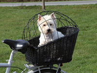 Koszyk rowerowy dla psa