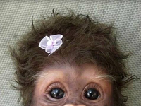 Uśmiechnięta mała małpka