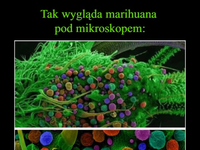 Tak wygląda marihuana pod mikroskopem, i większe zbliżenie tym lepiej XD