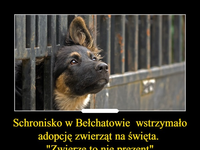 Schronisko w Bełchatowie wstrzymało adopcję zwierząt na święta. "Zwierzę to nie prezent"