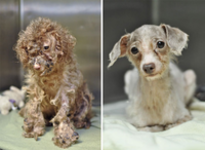 Psy, które zostały uratowane i dostały nowe życie! Wzruszające (16 zdjęć)
