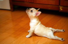 Zwierzęta, które ćwiczą yogę! ŚMIESZNE i bardzo słodkie! HAHA ;)
