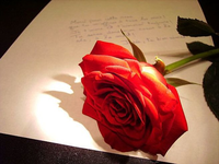 Róża dla Ciebie
