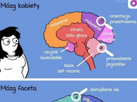 Mózg kobiety vs mężczyzny